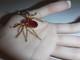Vintage Czecho Brass Pink Glass Rhinestone Spider Brooch Rare Missing 1 Stone